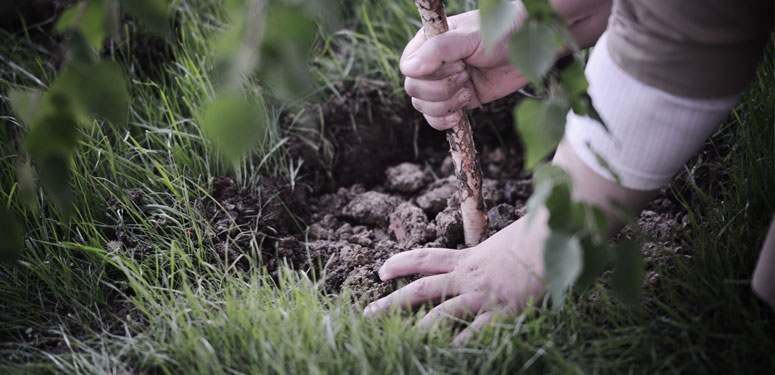 Tree planting service in Kingston with arborist planting a young tree in residential yard