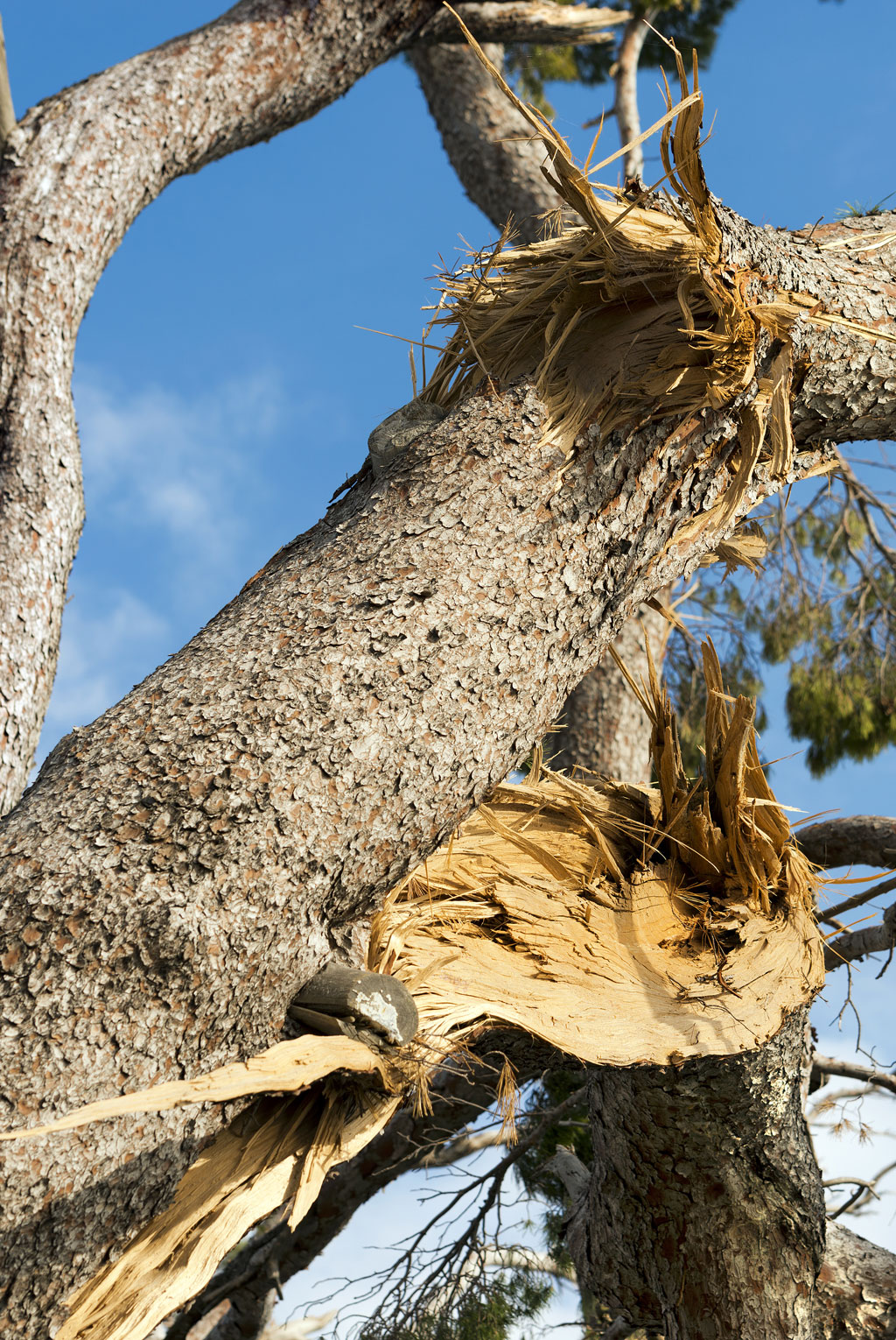 Commercial storm response in Kingston with arborists clearing fallen trees after storm damage