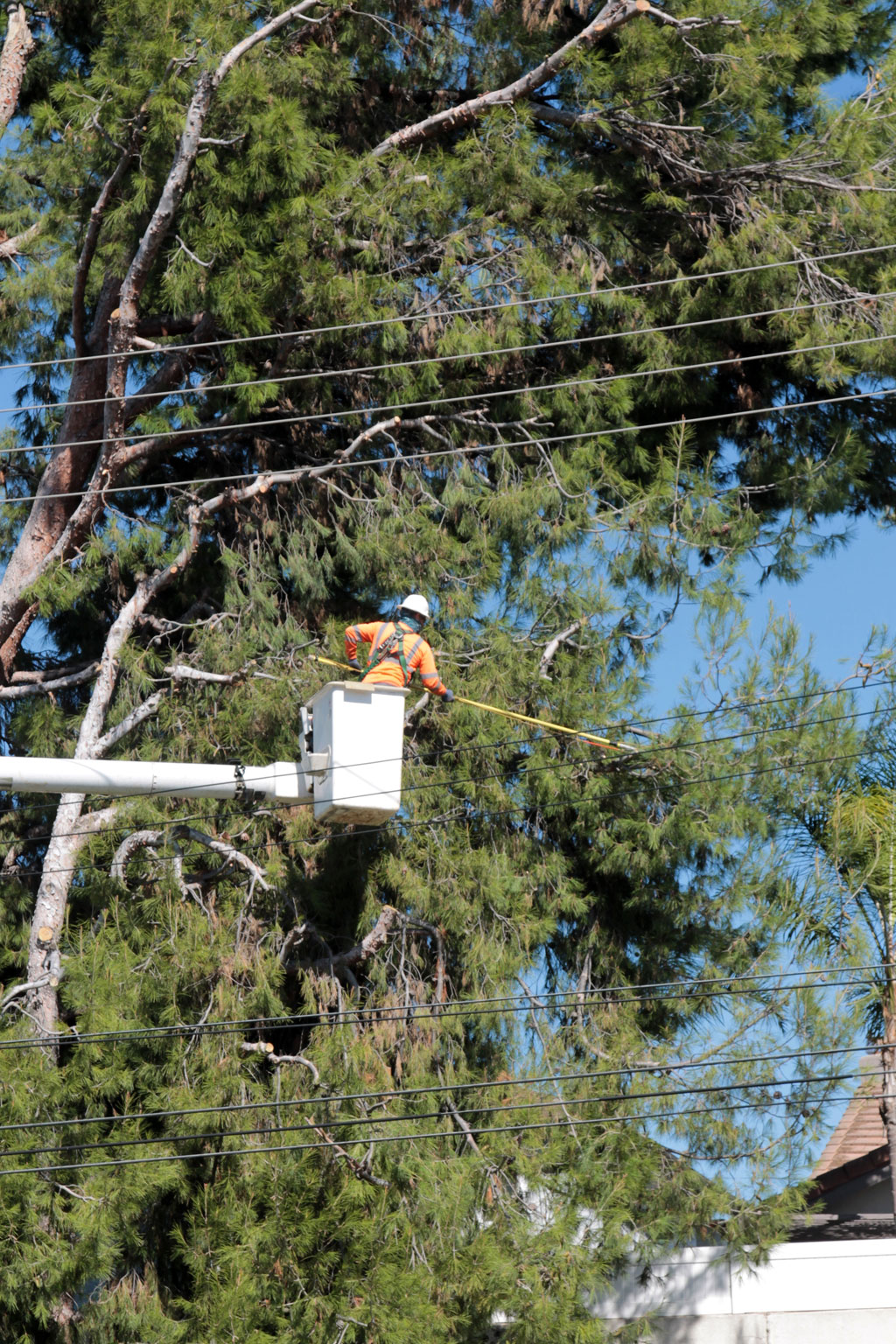 Commercial tree maintenance in Kingston with arborist trimming trees near office building