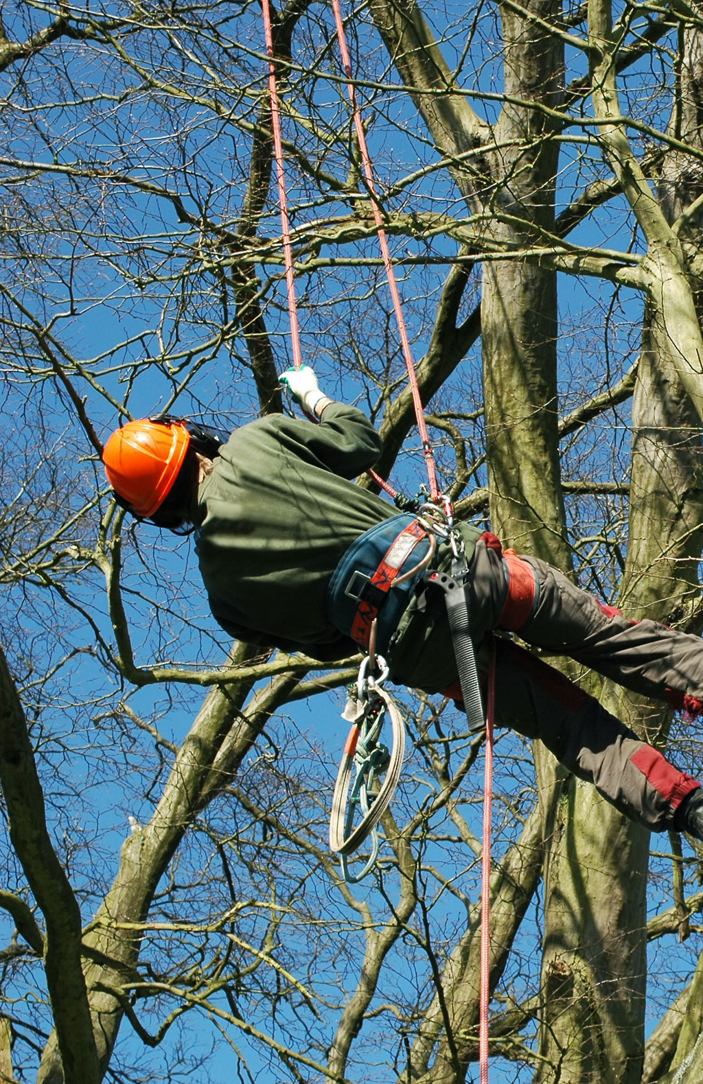 Commercial tree risk assessment in Kingston with arborist inspecting large tree near building