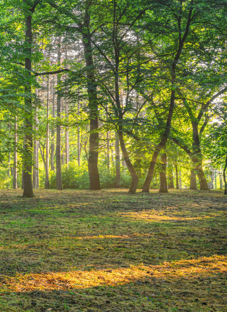 Forest management planning in Kingston with arborist assessing wooded property
