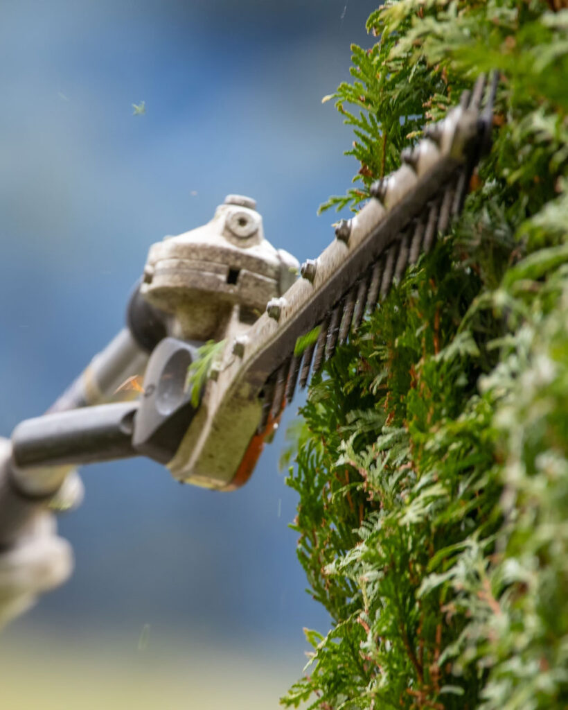 Hedge pruning service in Kingston with arborist trimming large hedge neatly