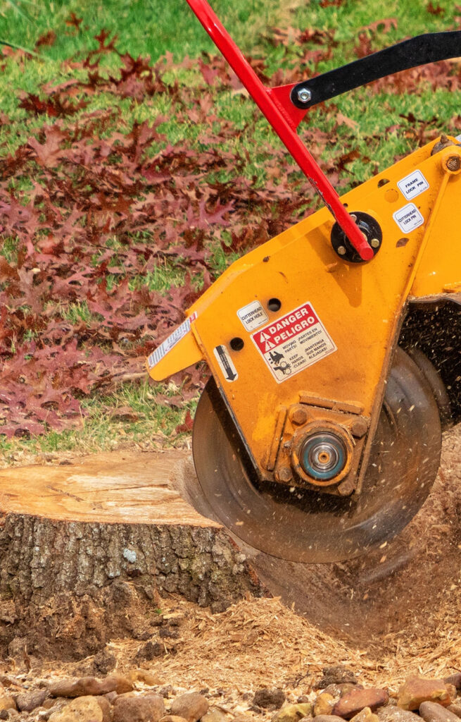 Stump removal service in Kingston with arborist grinding tree stump safely