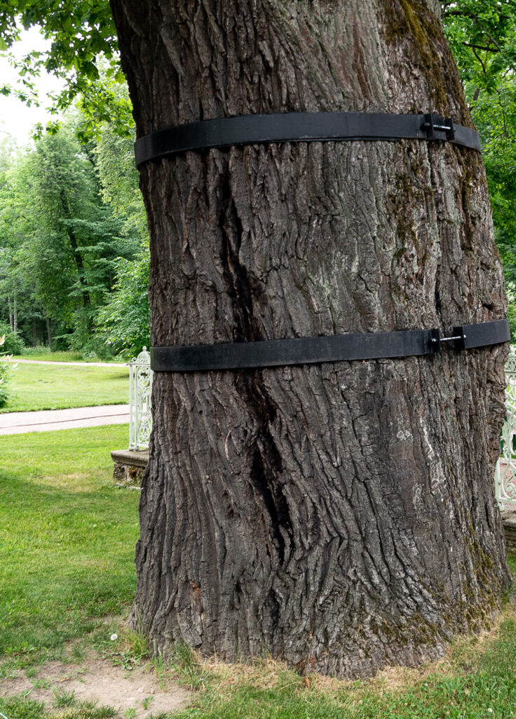 Tree cabling and bracing service in Kingston with arborist installing support cables in tree canopy