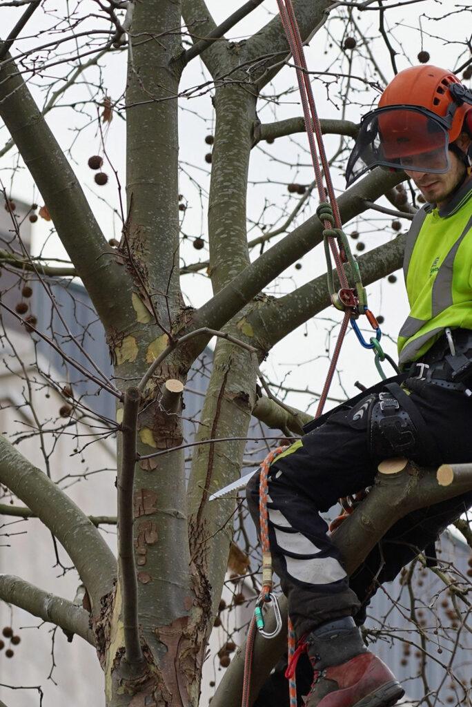 ree inspection service in Kingston with arborist examining tree health and structure