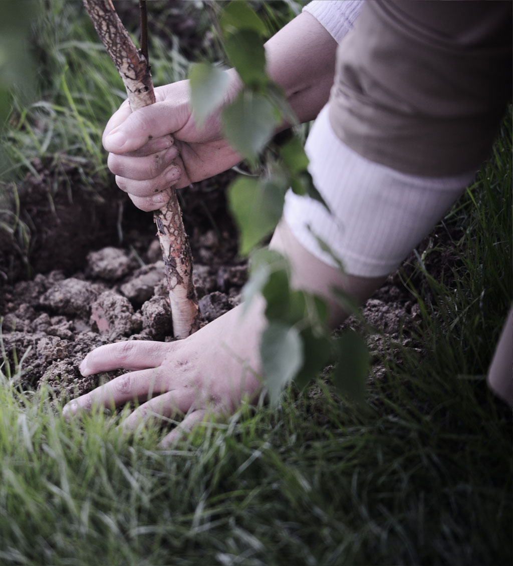 Tree planting service in Kingston with arborist planting a young tree in residential yard