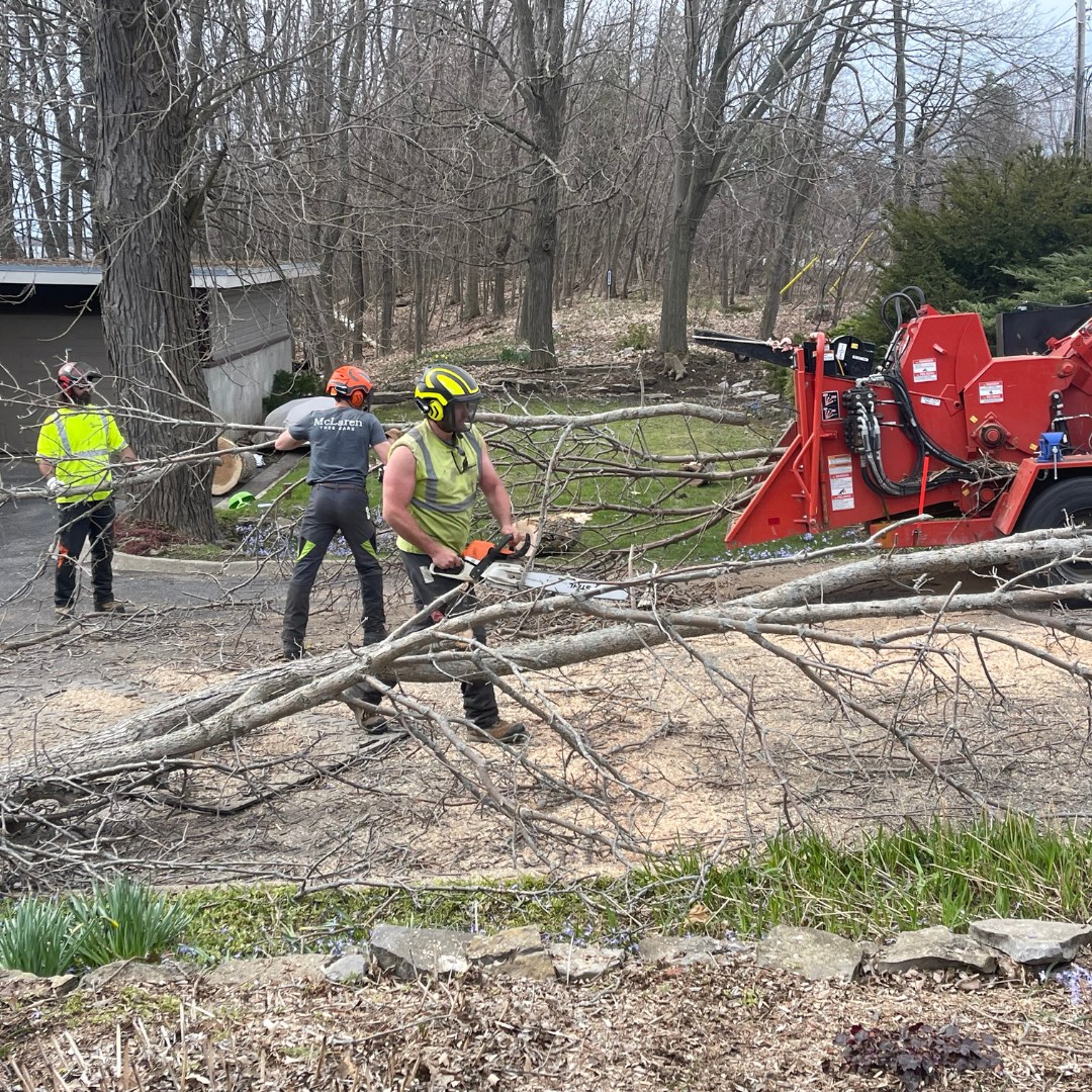 Tree removal service in Kingston with arborist safely cutting down a large tree